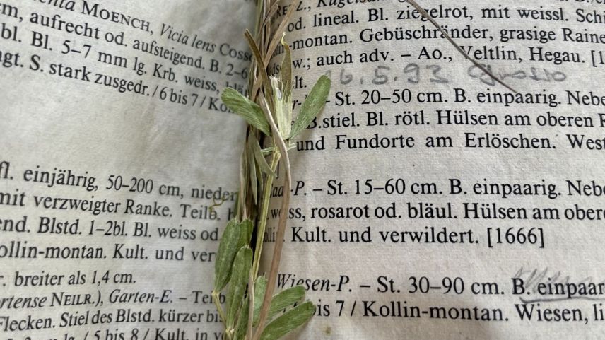 Zwischen den Buchdeckeln befindet sich das Herbarium. Foto: Fadrina Hofmann