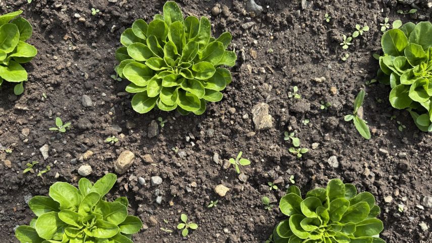 Eir salata vain prodüt a Ftan.  fotografia: Fadrina Hofmann