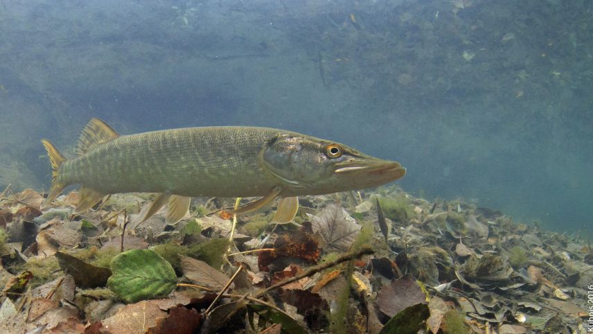 Foto: Rainer Kühnis