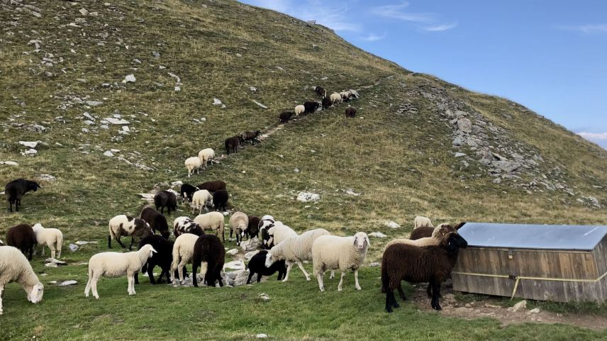 Die Schafe am Crap Puter sind nachts im Pferch, dennoch hat der Wolf hier Schafe gerissen. Foto: Fadrina Hofmann