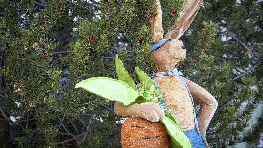  Halten Sie die Augen offen. Vielleicht läuft Ihnen ja der Osterhase über den Weg. Foto: Daniel Zaugg
