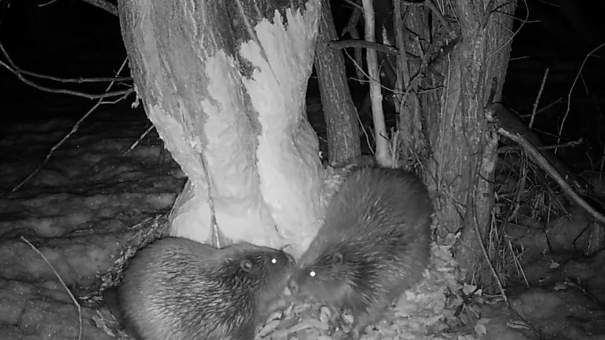 Seit 2017 lebte ein einzelner Biber weit abgeschlagen von seinen Artgenossen alleine im höchstgelegenen Biberrevier Europas bei Samedan. Foto: Amt für Jagd und Fischerei