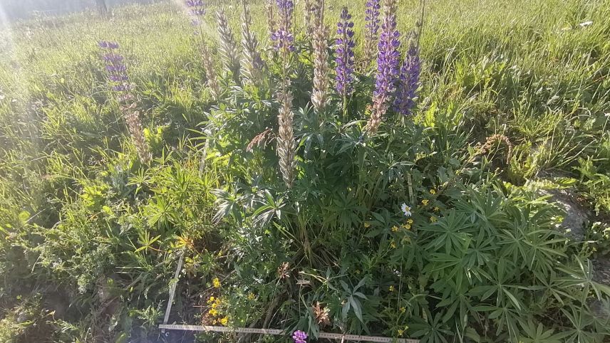 Dieses Bild zeigt einen Untersuchungsstandort in Zuoz vor der Entnahme der Lupinen...