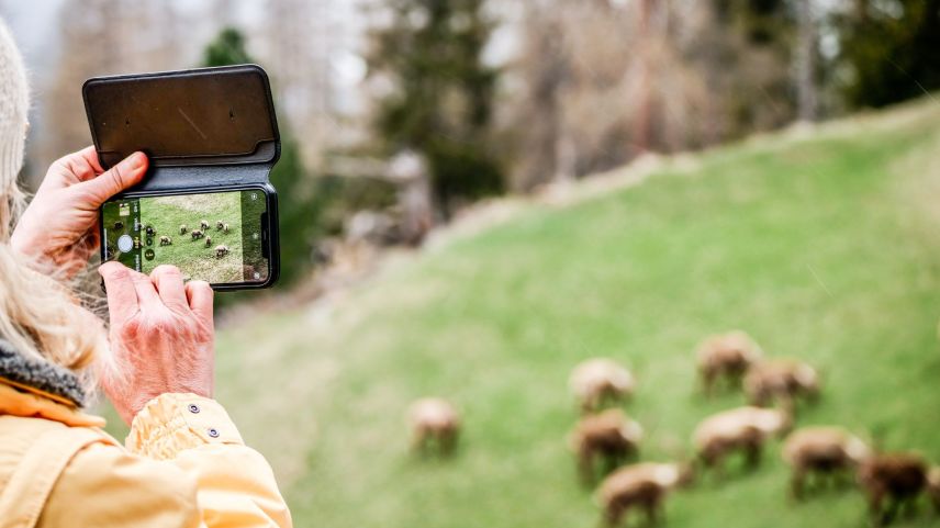 So ist es richtig. Steinbockbeobachtungen in Pontresina aus gebührender Distanz. Foto: Jon Duschletta
