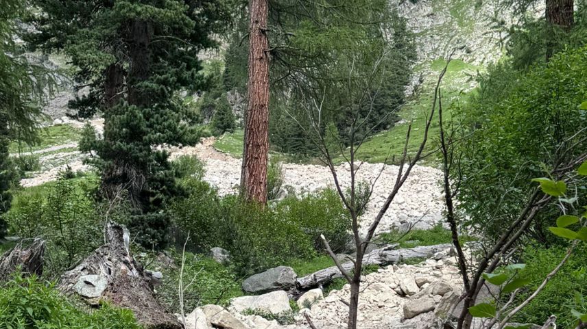 Die Gesteinsmasse hat eine Schneise gezogen. Foto: z.Vfg.