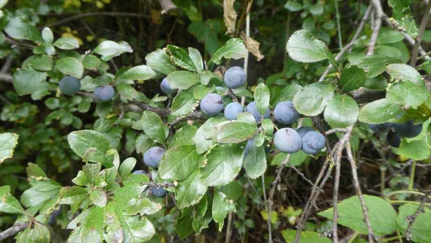 Im Herbst zeigen sich die Früchte, die von einem leichten Reif überzogen sind.