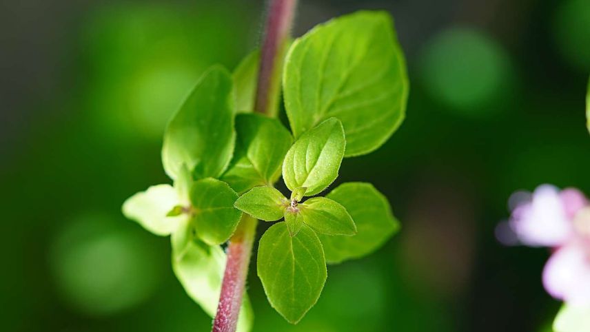 Dost kann auch zum Baden verwendet werden. Fotos: z. Vfg.