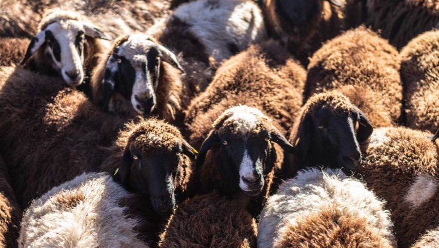 Vor zwei Wochen fand in Tarasp die Herbstschur der Schafe statt. Foto: Mayk Wendt