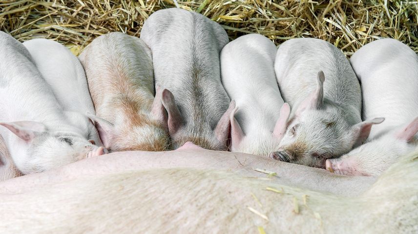 Ils püerchs in Engiadina passaintan pelpü be la sted in val, d’utuon vegnane mazzos (fotografia: Yanik Bürkli).