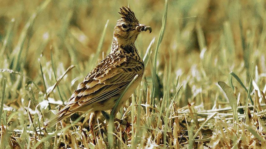 La lodula da prada as nudrischa da pitschens insects, arogns, lindornas, verms o sems. fotografia: Markus Jenny