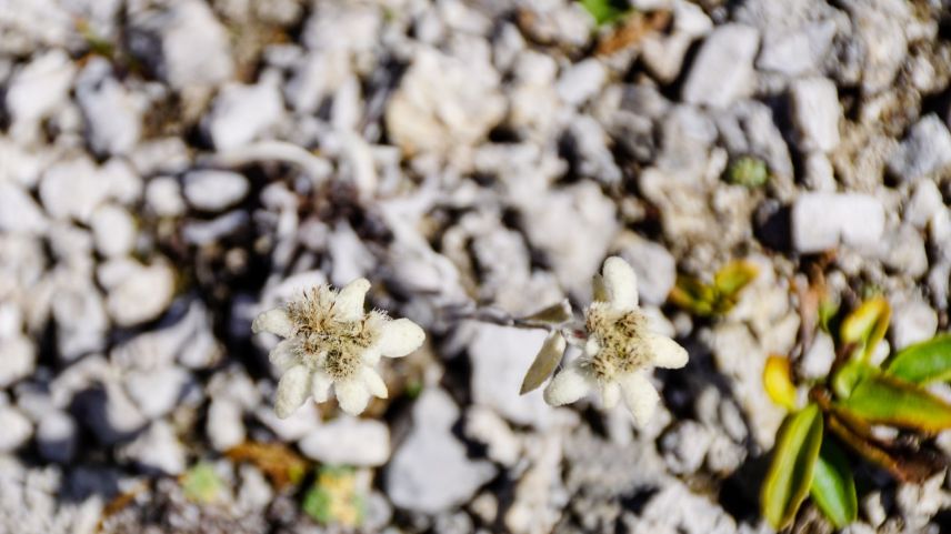 Mit der Biodiversitätsstrategie werden die Anforderungen des Bundesamts für Umwelt Bafu an ein kantonales Gesamtkonzept zur Arten- und Lebensraumförderung erfüllt. Foto: Jon Duschletta