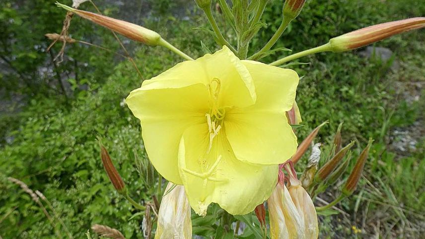 Die Nachtkerze findet in verschiedenen medizinischen Gebieten Anwendung. Foto: Jürg Baeder