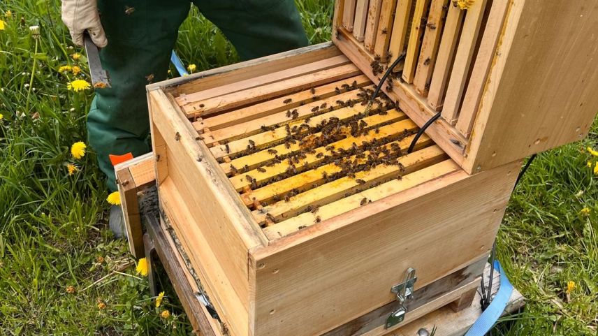 Kontrollblick im Bienenstock.  Foto: Curdin Tones