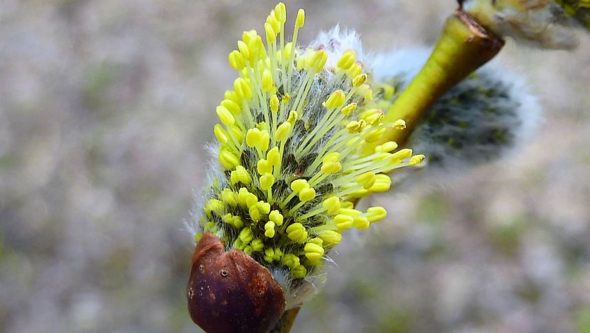 Ün salsch d’urbejas cun früts. fotografia: Ralf Fluor