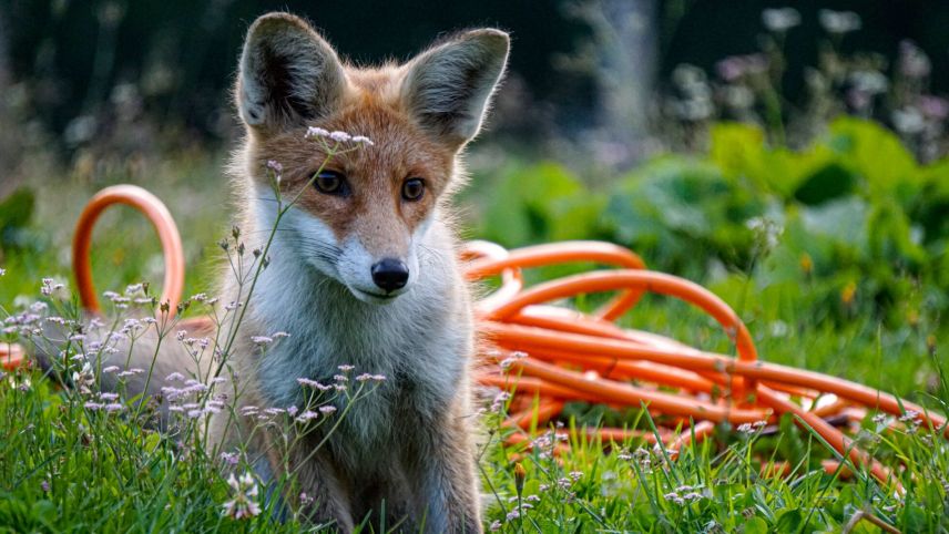 Ein junger Fuchs besucht jeden Abend den Hirten auf der Alp.