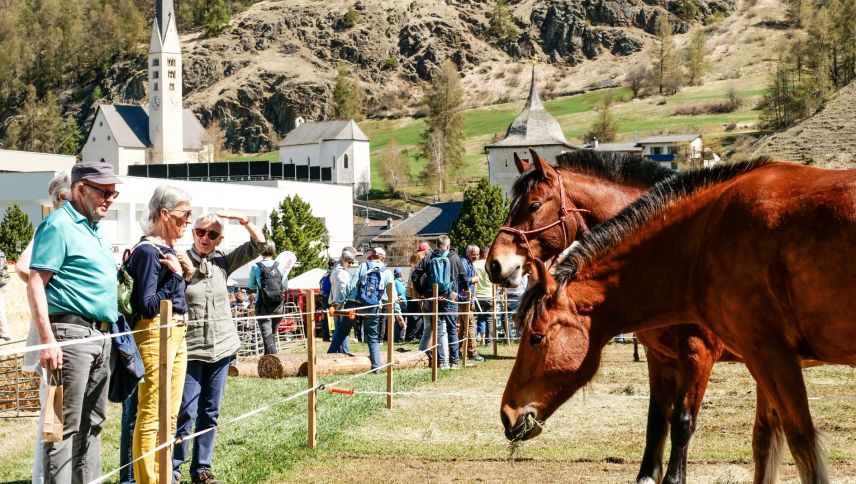 Impressionen der Agrischa 2026 in Zernez. Foto: Jon Duschletta