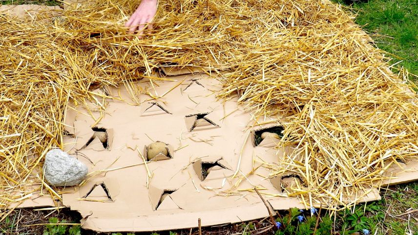 Kartoffeln gedeihen, strohbedeckt, auch direkt auf dem Gras. Foto: Katharina von Salis