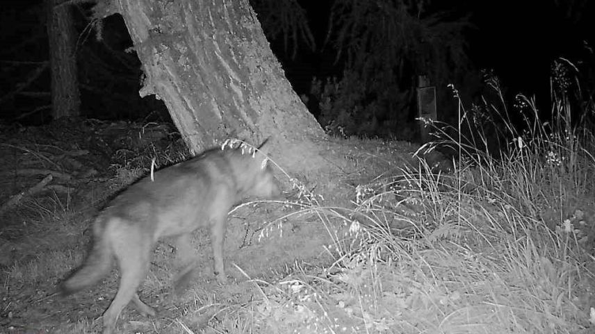 Am 24. Juli läuft dieser Wolf vor die Linse. Foto: Amt für Jagd und Fischerei Graubünden