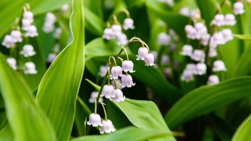 Die Gift- und Heilpflanze Maiblume wurde früher als Duft in der Parfümerie verwendet. Foto: Shutterstock.com/Flower Gard