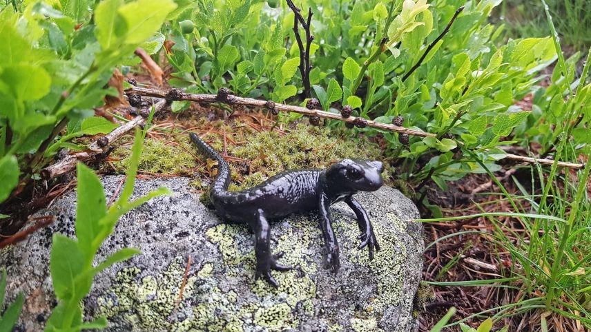 Il salmander nair (Alpensalamander)es dachasa be i’l Grischun central e Grischun dal nord.