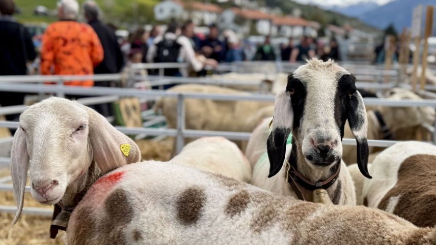 Engadiner Schafe. Foto: Fadrina Hofmann