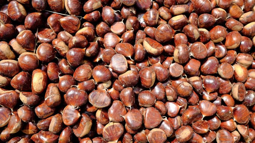 An der «Sagra della Castagna» wurden etwa 400 Kilogramm Kastanien geröstet.