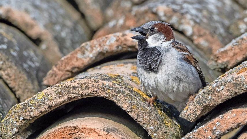 Der Haussperling baut sein Nest in Hohlräumen. Foto: Marcel Burkhardt