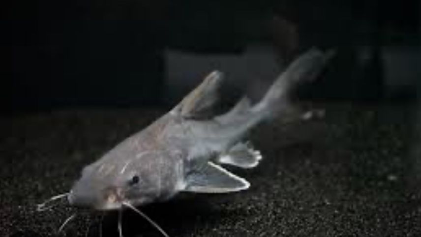 Schnappschuss unter Wasser: Der Süsswasserhai im St. Moritzersee. Foto: zVfg.