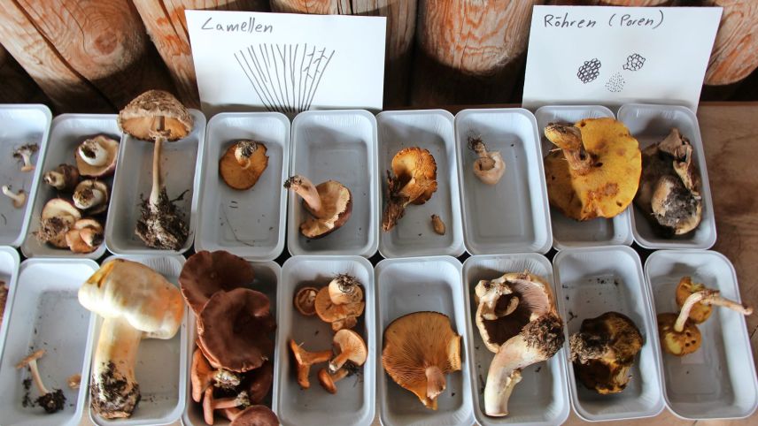 Im Workshop werden die Pilzfunde beschrieben und bestimmt. Foto: Stefanie Wick Widmer