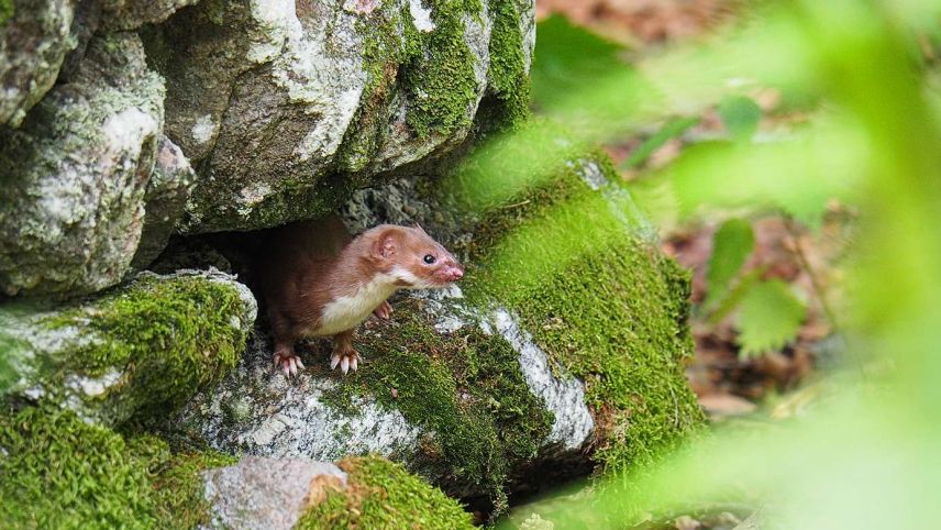Foto: André Röthlisberger /wildenachbarn.ch