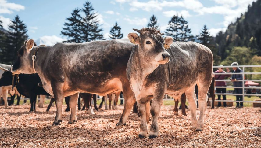 Die Tierpräsentationen sowie die Wahl zur «Miss agrischa» gehören zu den Highlights der agrischa.		
Foto: Tina Gerber/Alpinart