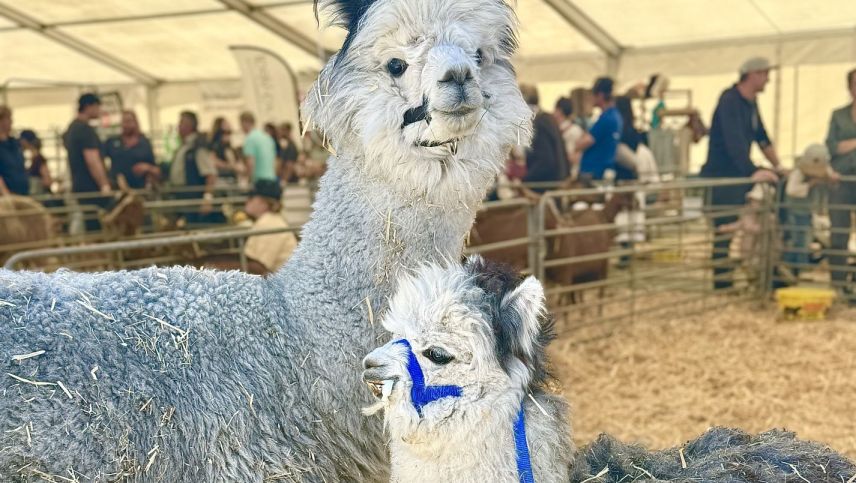 Impressionen von der Agrischa 2026. Foto: Fadrina Hofmann