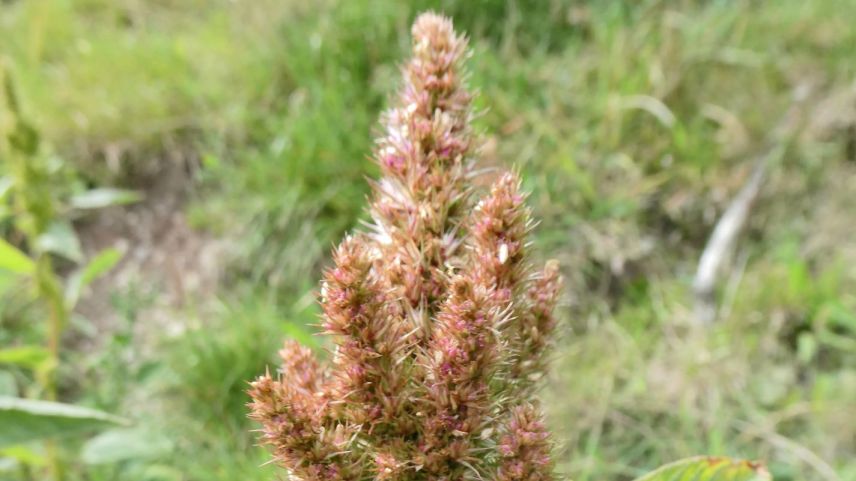 Der Zurückgekrümmte Fuchsschwanz mit seinem auffälligen Blütenstand. Foto: Jürg Baeder