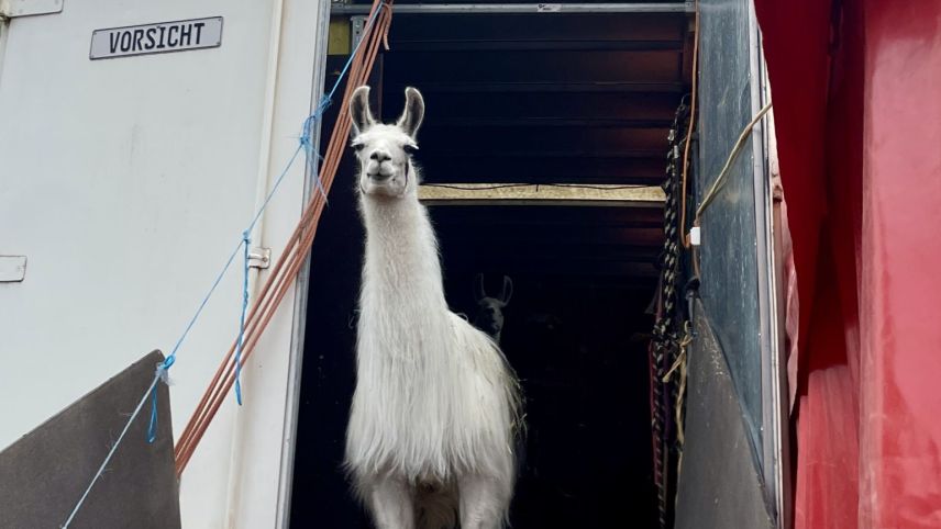 Auch Lamas machen bei der Show mit. Foto: Fadrina Hofmann