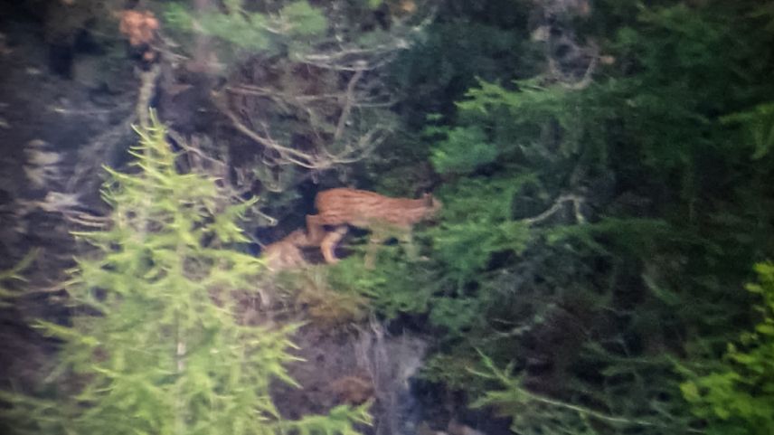 Die Luchsmutter mit ihrem Jungen Foto: z. Vfg