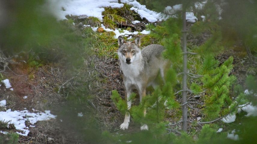 Der Wolf ist nach wie vor in aller Munde. Foto: Claudio Irniger / SNP