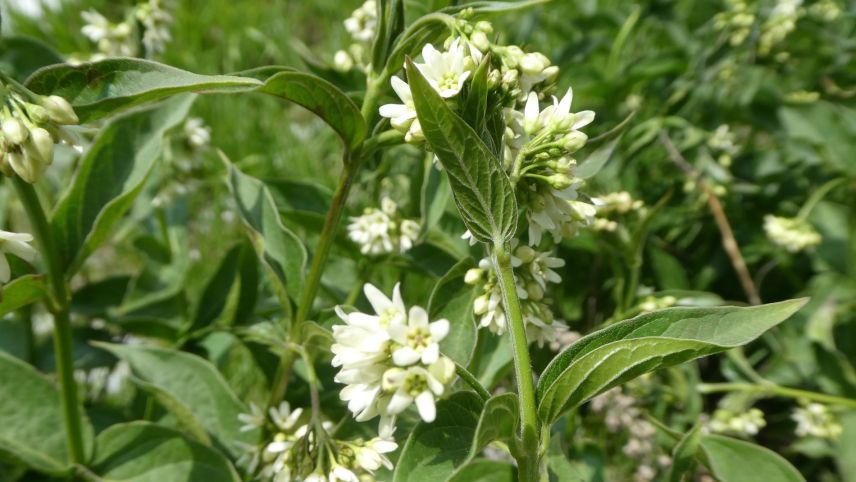 Die Schwalbenwurz (Vincetoxicum hirundinaria). Foto: Jürg Baeder