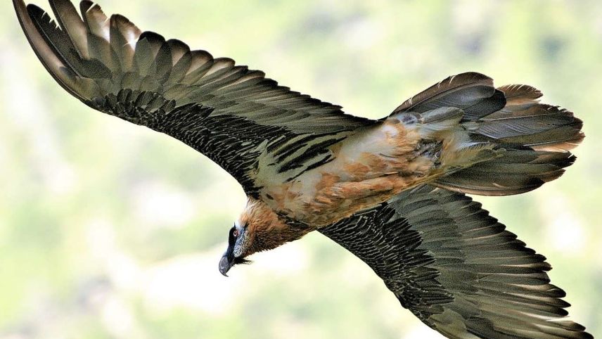 Das Weibchen des Baartgeierpaares am Albula hat heuer seinen 13. Jungvogel aufgezogen. Das weibliche Tier ist ein wild geborener Bartgeier, das im Jahr 2000 im Stelvio Nationalpark schlüpfte. Foto: David Jenny
