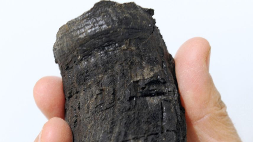 Die Wurzel des weltweit grössten Ichthyosaurierzahns, gefunden am Chrachenhorn bei Monstein. Foto: zVg