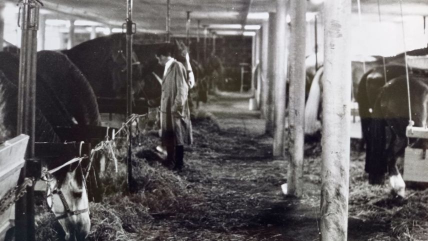 Im Stall waren die Pferde noch nebeinander angebunden, heute hat jedes Pferd seine Box. Foto: Duri Casty