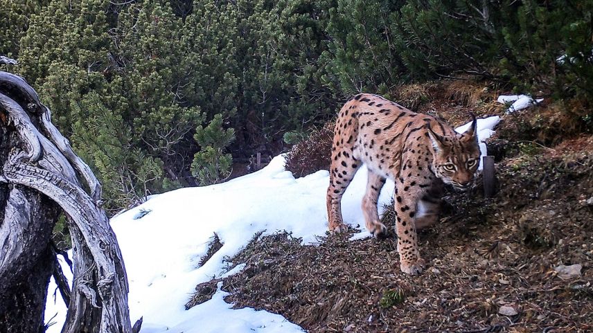 Dieser Luchs im Schweizerischen Nationalpark konnte dank einer Fotofalle nachgewiesen werden. Foto: Schweizerischer Nationalpark