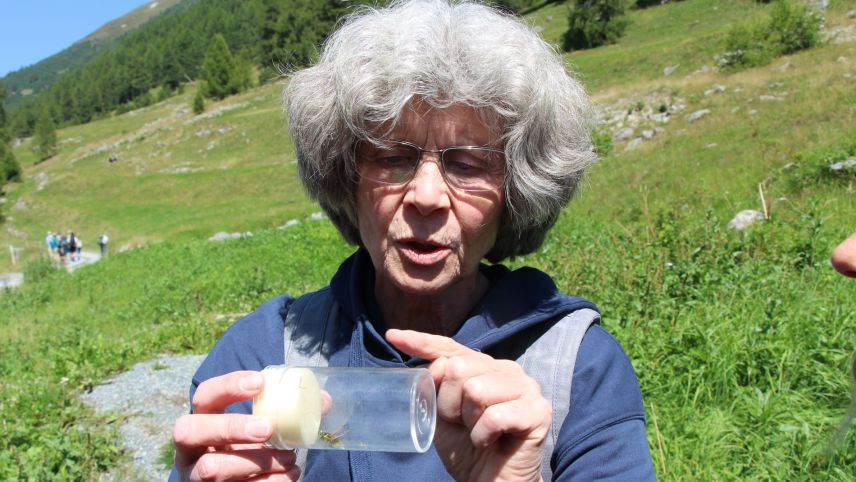 Angelika Abderhalden bestimmt die in der Val Susauna gefangenen Heuschrecken. Fotos: Stefanie Wick Widmer