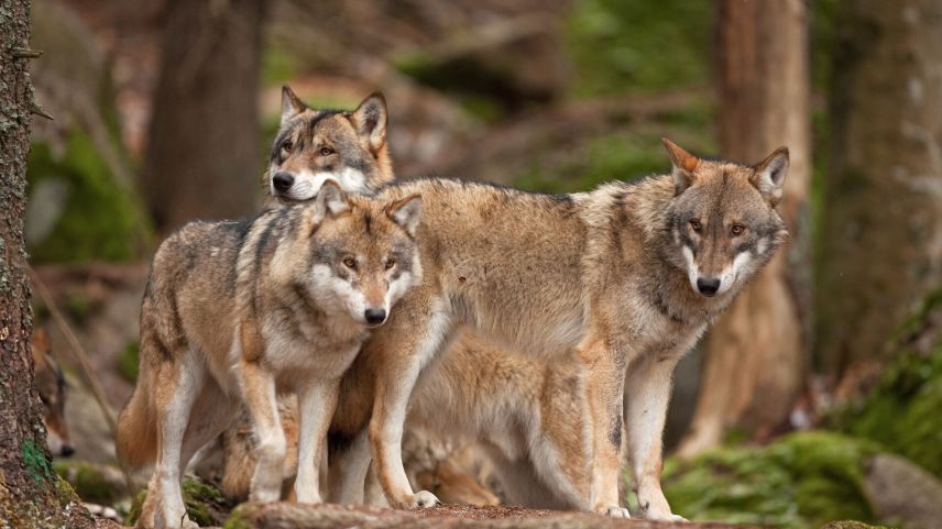 Die Wölfe vermehren sich in Graubünden. Foto: Shutterstock
