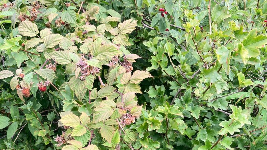 In der alten Siedlung Gonda gibt es noch Johannisbeeren aus dem 17. Jahrhundert. Wilde Beeren sind im Gegensatz zu den kultivierten oft noch etwas säuerlicher. Fotos: Jürg Wirth