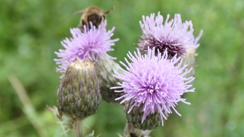Es gibt verschiedene Distelarten ...
