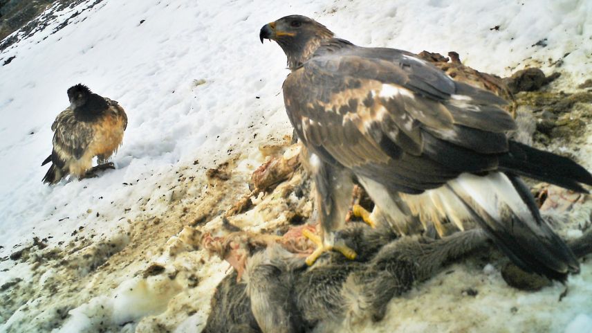 Ein zweijähriger Steinadler auf einem Hirschkadaver. Daneben wartet ein ebenfalls jugendlicher Bartgeier bis er an der Reihe ist. Ein zweiter Bartgeier wartet noch ausserhalb des Bildausschnitts.  Foto: David Jenny