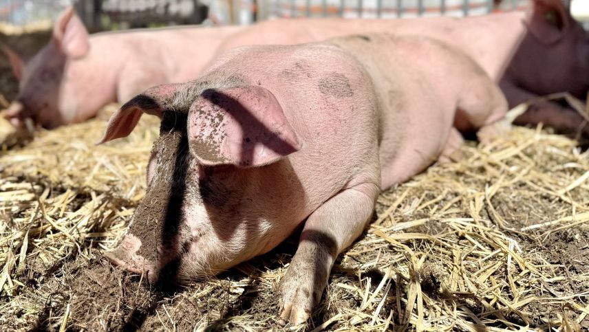 Impressionen von der Agrischa 2026. Foto: Fadrina Hofmann