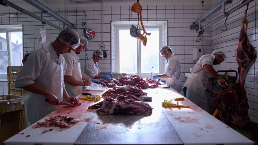 Il temp da chatscha es il temp il plü intensiv illa bacharia Hatecke a Scuol. Fin 700 tschiervis, chavriöls e chamuotschs elavuran ils bachers in quel temp. fotografias: Michael Steiner/fmr