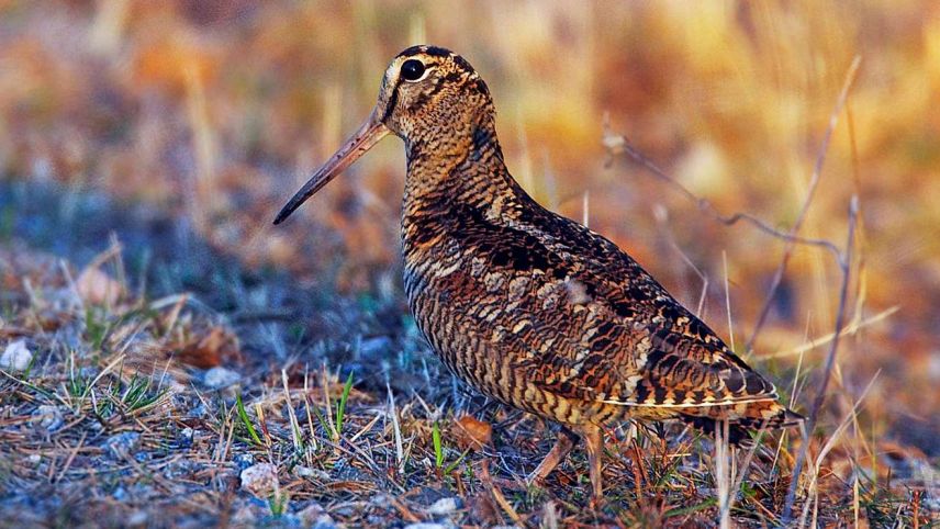 Die Waldschnepfe kommt auch im Unterengadin vor. Foto: Jari Peltomäki