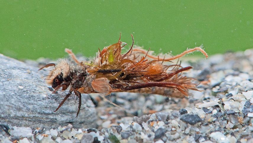 Die Köcherfliegenlarve. Foto: Verena Lubini